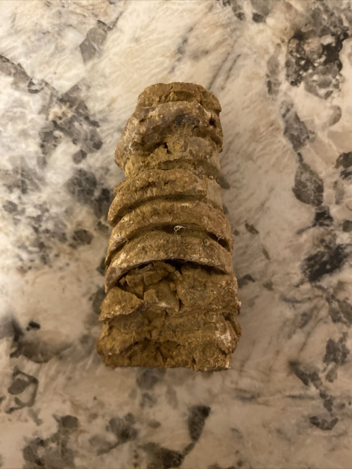 Fossil Of What Looks Like A Back Bone
