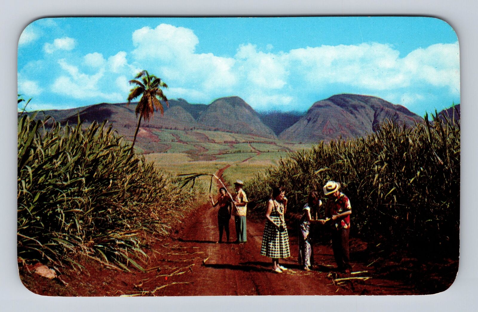 Maui HI-Hawaii, Sugar Fields, Antique, Vintage Souvenir Postcard