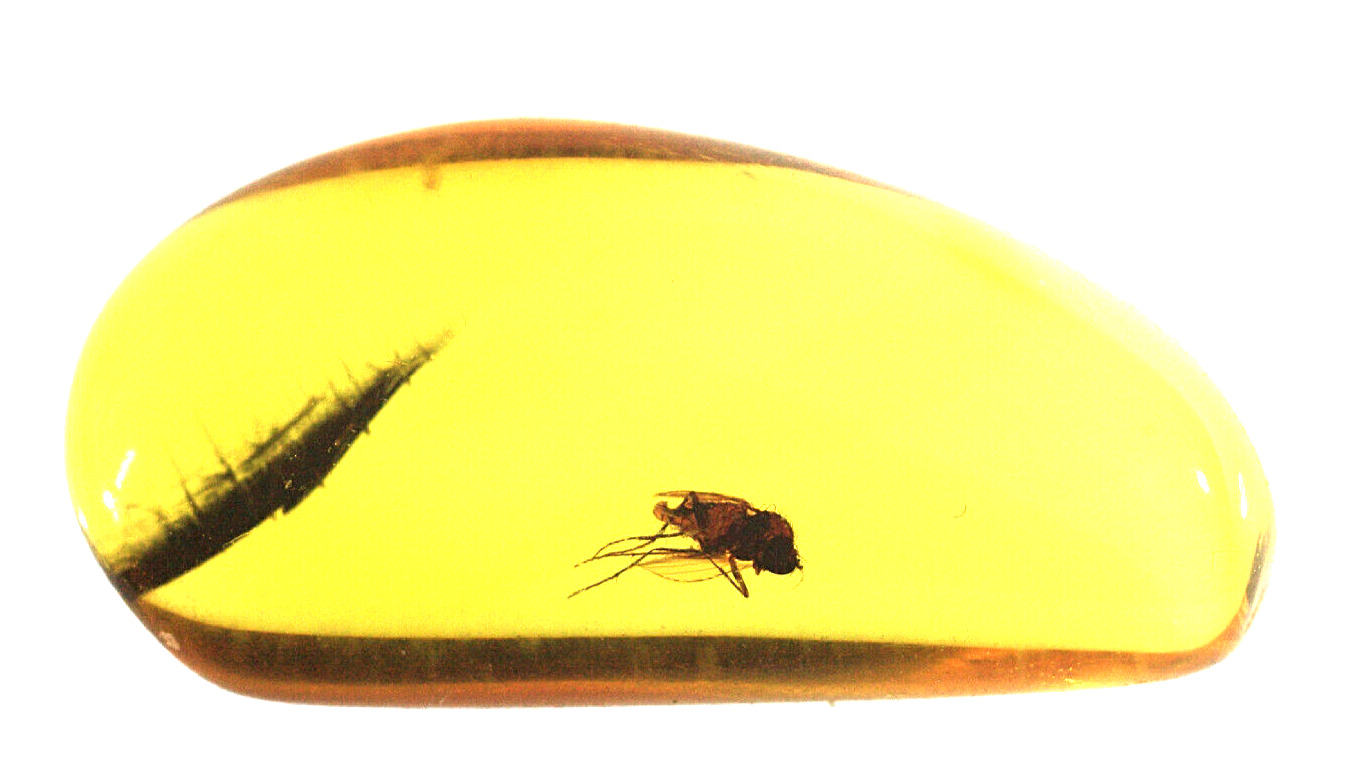 Prehistoric Insect Trapped in Amber Millions of Years Old