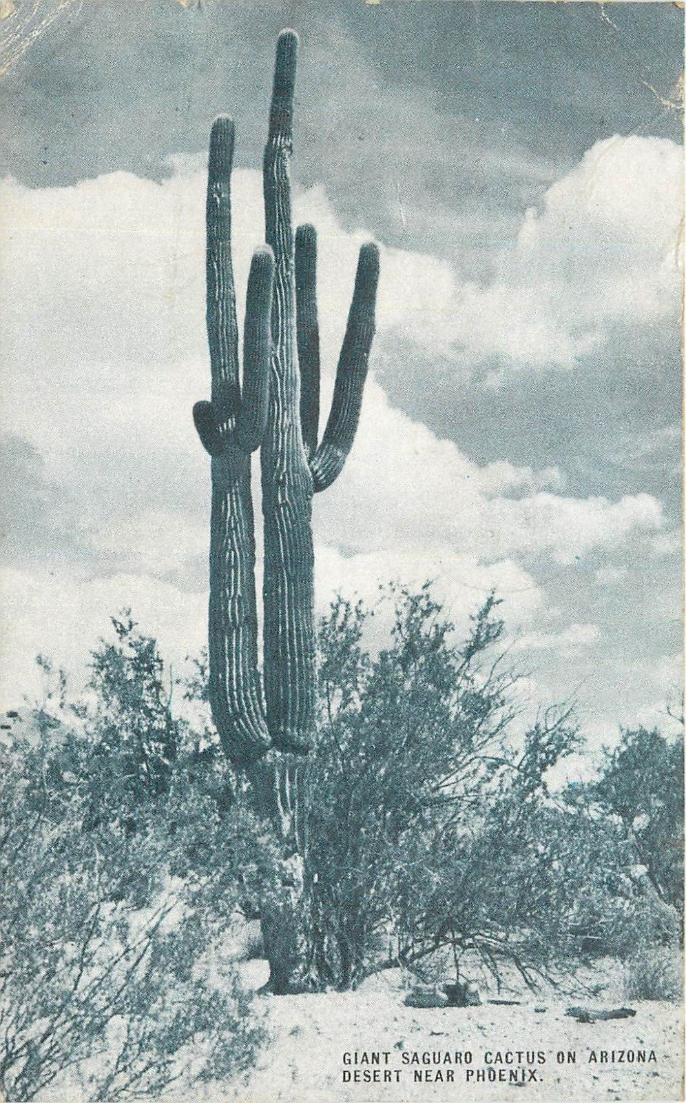 Hermit Trail  El Tover Grand Canyon Arizona AZ pm 1949 Postcard