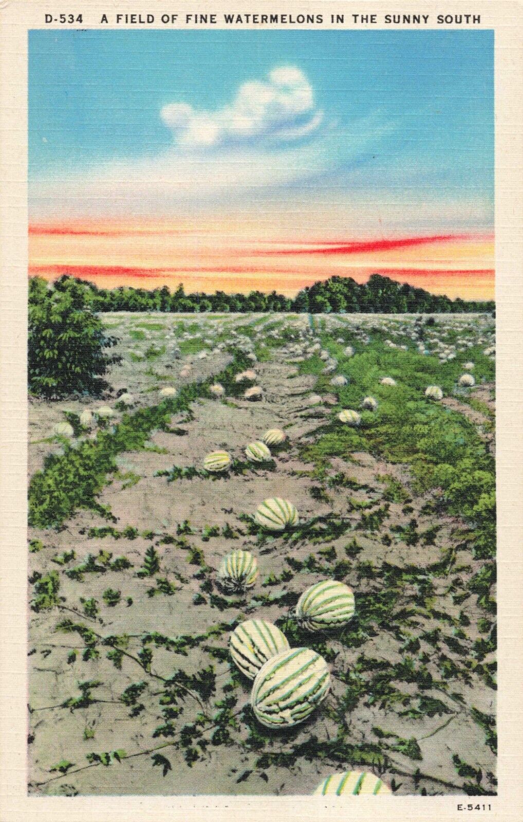 A Field of Fine Watermelons in the Sunny South, Vintage Postcard