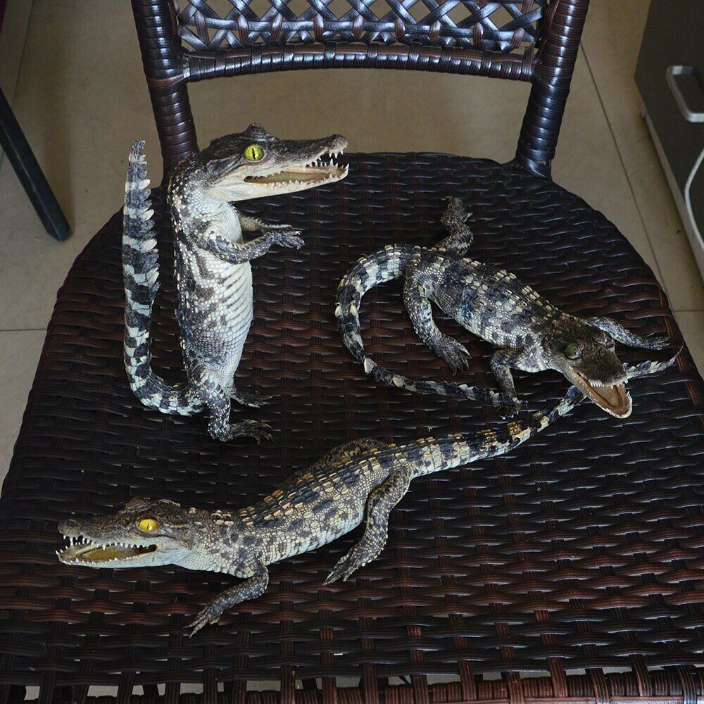 NEW 3pcs combination Small crocodile specimens animal collectibles About 35-40cm