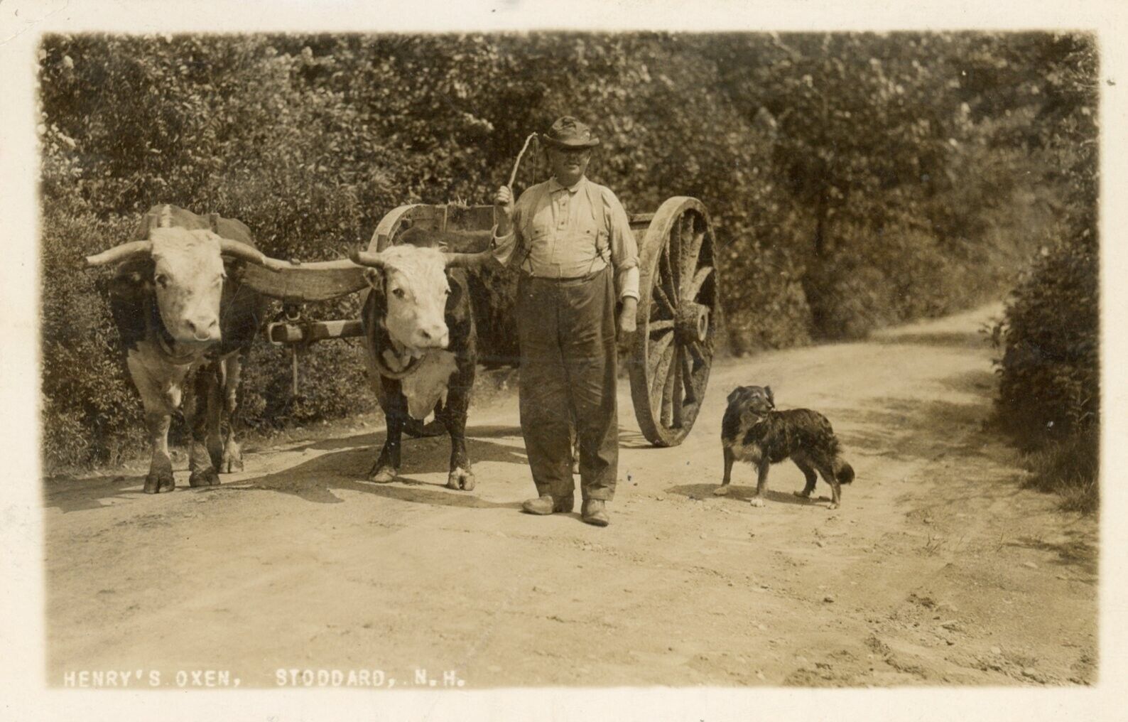 1928 Stoddard NH photo postcard, Henry\'s oxen, New Hampshire