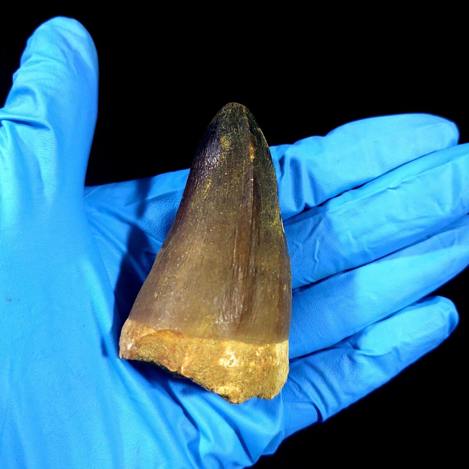 Rare Large Cretaceous Mosasaur Tooth from Morocco  Prognathodon currii