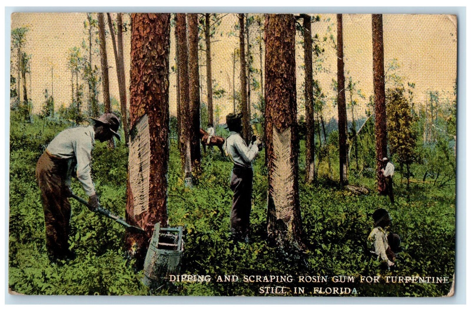 1913 Dipping & Scrapping Rosin Gum For Turpentine Still In Florida FL Postcard