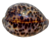 Cypraea Cowrie Tigris Brown Spotted Seashell 3