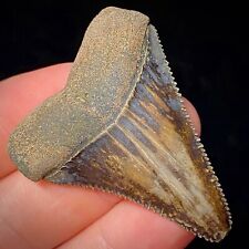 Great White Shark Tooth Not Mako Teeth Megalodon Era Not Tiger Shark Real Fossil picture