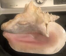 Huge Nautical Conch Seashell Great Condition Vintage picture