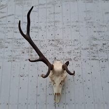 Taxidermy, very nice abnormal red-stag deer trophy with complete skull and teeth picture