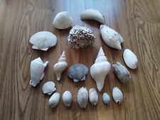 Fossil Shell Lot Florida A Few Large Shells  picture