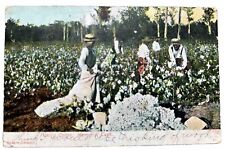 Picking Cotton Vintage Postcard. 1906. Memphis Tennessee picture