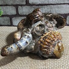 2000g Natural ammonite conch crystal specimen healing picture