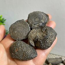 4pc 77g Rugose Coral Fossil Slab - Actinocyathus - Morocco b1659 picture