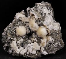 Natrolite Crystals on Vesicular Basalt Millington Quarry Bernards Twp NJ Mineral picture