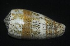 69 mm LARGE Conus Assimilis Cone Seashell GREAT PATTERN Combine Ship #A1 picture
