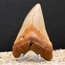 Authentic Chubutensis Shark Tooth | 4.47” All Natural Fossil picture
