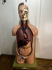 Vintage SOMSO 36” Anatomical Model Human Torso And Head As-11 Abdominal Thoracic picture