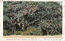 Vintage Postcard Man Picking Roses California Rose Bush Pasadena California 1906 picture