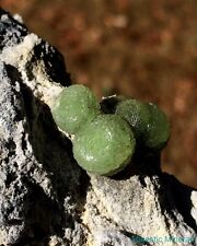 HIGH END___EXTRMELY GREAT LUSTER___HUGE EXTREMELY RARE Wavellite___Arkansas picture