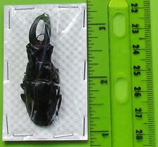 Rare S. American Stag Beetle Cantharolethrus steinheili Male 2” FAST FROM USA picture