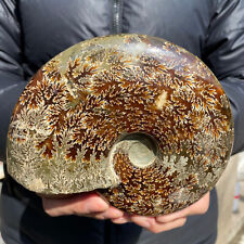2.7lb Large Rare Natural Ammonite Fossil Conch Crystal Specimen Healing picture