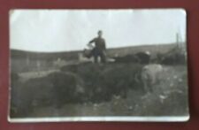 RPPC 1915 Man w/Hogs  picture