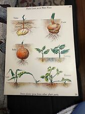 VINTAGE A.J. Nystrom Elementary science chart Plant growth chart 24 x18.5 picture
