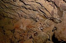 Can You Find The Bobcat Lava Tube Entrance Vtg Postcard CP329 picture