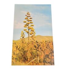 Postcard Agave Century Plant Arizona Desert Chrome Vintage Unposted picture