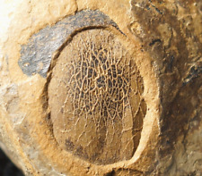 Rare Carboniferous fossil fish rhizodont scale Stepsodus not Mazon Creek picture