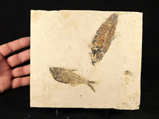 TWO Different Species Diplomystus & Knightia FISH Fossils wStand Wyoming 1015gr picture