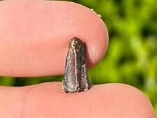 RARE Texas Fossil Dinosaur Tooth Hadrosaur Aguja Formation Cretaceous Age picture