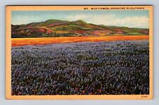 CA-California, Wild Flowers, Springtime, Antique, Vintage Souvenir Postcard picture