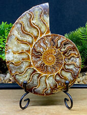 Large 160g, 416 Million Year Old Ammonite Madagascan Crystal Fossil+Metal Stand picture