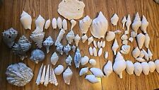 Florida fossil shell lot picture