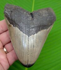 MEGALODON SHARK TOOTH - 4 & 13/16 in.  w/ DISPLAY STAND - AUTHENTIC FOSSIL   picture