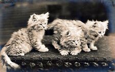 Three Cats Real Photo Postcard rppc picture