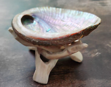 Abalone Shell 3