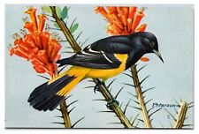 1957 - Scott's Oriole  Bird - National Wildlife Federation Postcard (UnPosted) picture