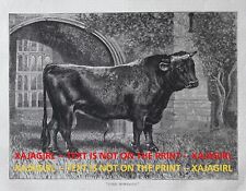Cow Alderney Bull Champion Lord Montague (Extinct) 1870s Antique Print & Article picture