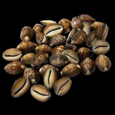 Brown Cowrie Shells For Crafts Art Decor Natural Sea Shell 20 pcs picture