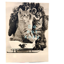 Vintage CAT CHRISTMAS Posed photo 2 Cats 1950s Original Photo Cute picture