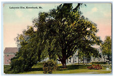 1914 Big Tree, Lafayette Elm, Kennebunk Maine ME Antique Unposted Postcard picture