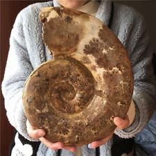 8.2LB Natural Ammonite Fossil Specimen Repair Madagascar #A1 picture