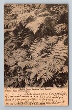 Seattle WA-Washington, Native Ferns, Ravenna Park, c1906, Vintage Postcard picture