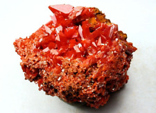 MINERALS : OUTSTANDING GROUP OF CROCOITE XTLS FROM ADELAIDE MINE WITH OLD LABEL picture