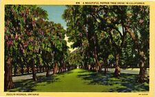 Vintage Postcard- Pepper Tree Drive, California. Early 1900s picture