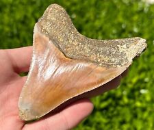 Indonesian Megalodon Sharks Tooth HUGE 4” Fossil Serrated Megladon Indonesia picture