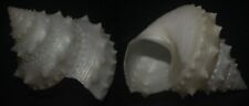 Tonyshells Seashells Lischkeia undosa RARE 33.5mm F+++/gem, rare white specimen picture