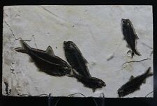 Fossil Fish 5 Amazing Black Knightia Green River Formation Wyoming WY COA 3575 picture